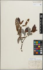 Foto von Salix discolor Muhl.